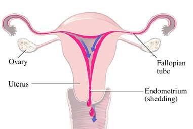 Birth Control Consultation Service