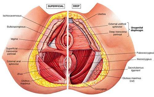 Pelvic Floor Reconstruction Top Pelvic Floor Specialist Dr