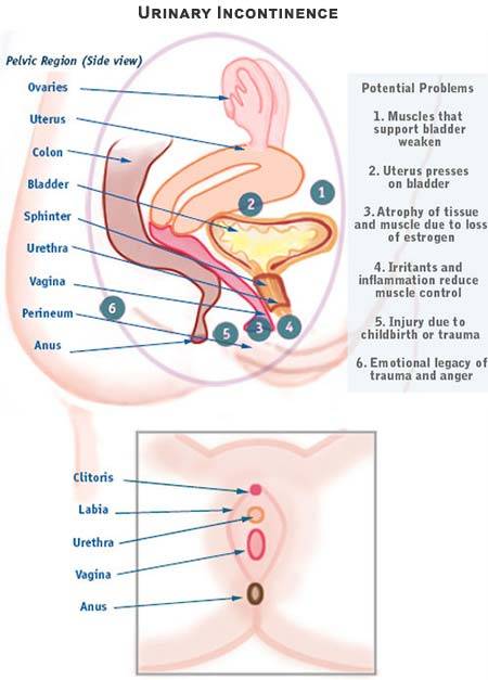 Urinary Incontinence Treatment Pelvic Specialist Doctor Dr