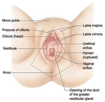 and labia picture vulva of