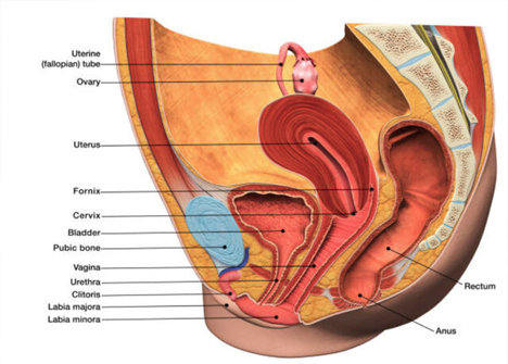 Vaginal Discharge Diagnosis