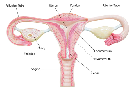 endometrial ablation procedure